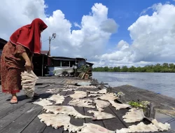 Cuaca Ekstrem, Harga Ikan Asin Laut di Seruyan Merangkak Naik